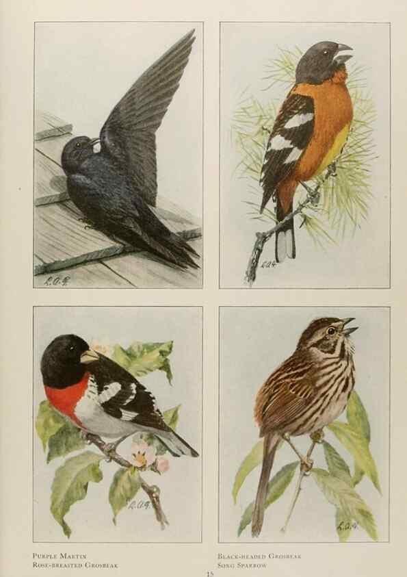 Reproducción/Reproduction 49526854197: The book of birds;. Washington, D.C.,National Geographic Society,1921.. 