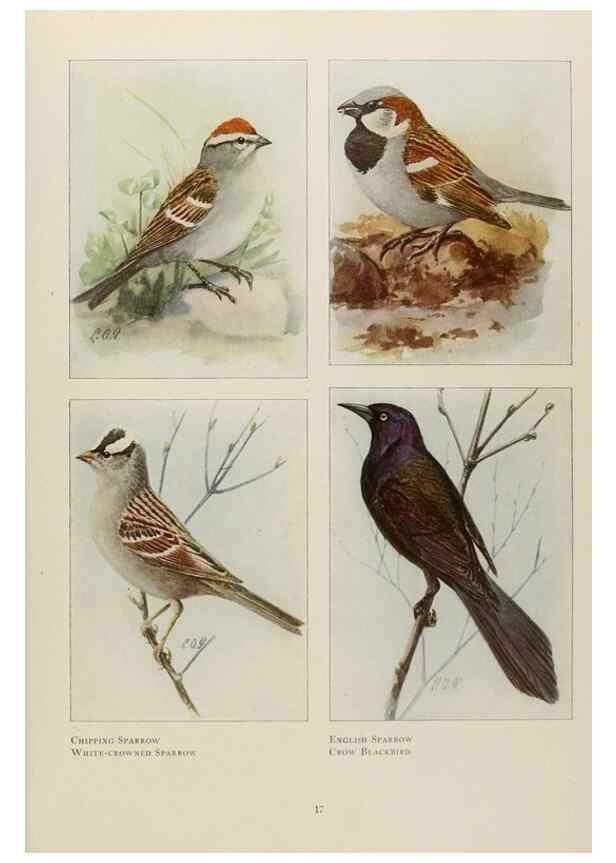 Reproducción/Reproduction 49526118838: The book of birds;. Washington, D.C.,National Geographic Society,1921.. 