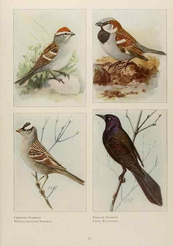Reproducción/Reproduction 49526118838: The book of birds;. Washington, D.C.,National Geographic Society,1921.. 