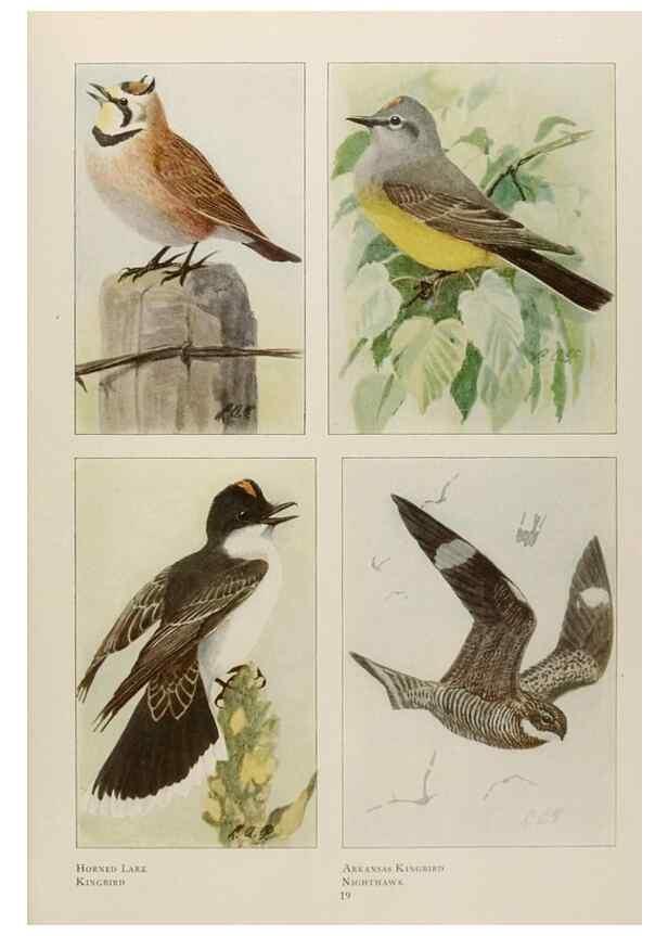 Reproducción/Reproduction 49526629361: The book of birds;. Washington, D.C.,National Geographic Society,1921.. 