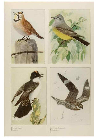 Reproducción/Reproduction 49526629361: The book of birds;. Washington, D.C.,National Geographic Society,1921.. 