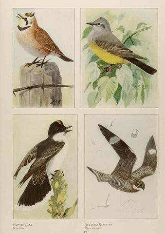 Reproducción/Reproduction 49526629361: The book of birds;. Washington, D.C.,National Geographic Society,1921.. 