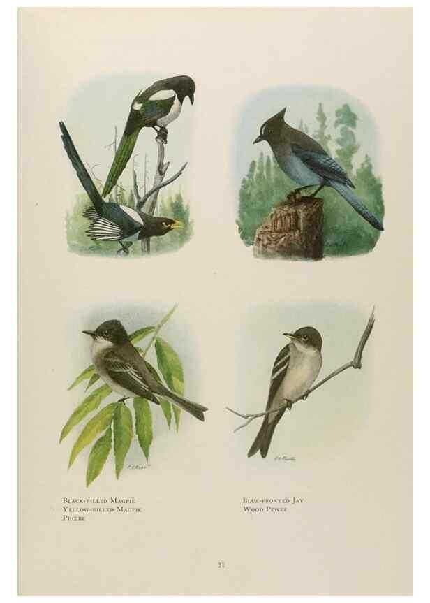 Reproducción/Reproduction 49526854942: The book of birds;. Washington, D.C.,National Geographic Society,1921.. 