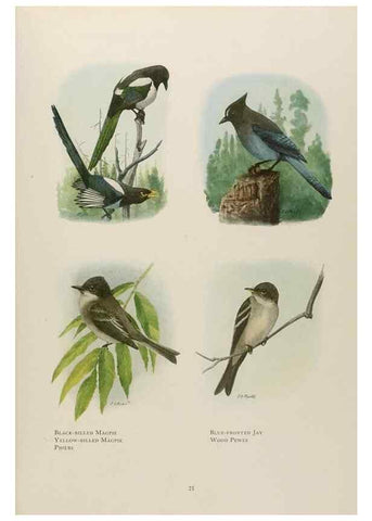 Reproducción/Reproduction 49526854942: The book of birds;. Washington, D.C.,National Geographic Society,1921.. 