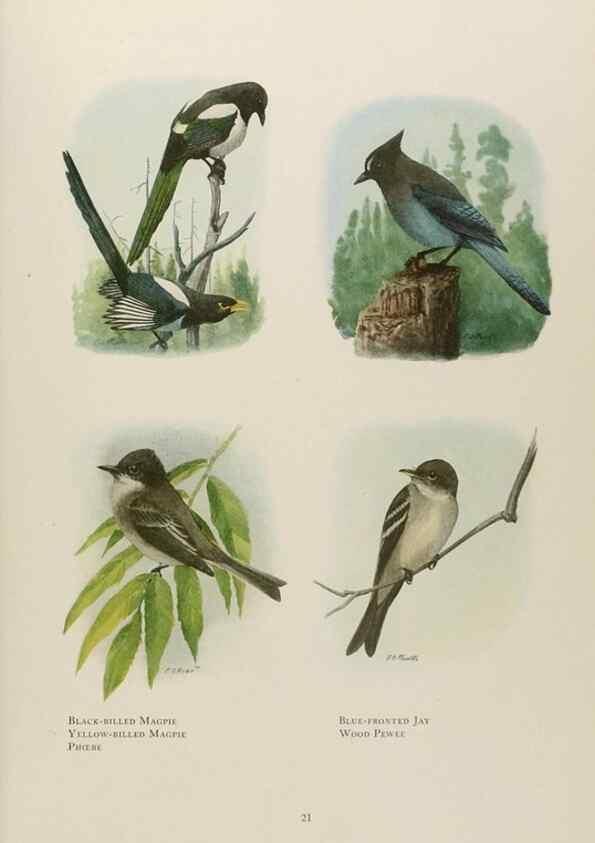 Reproducción/Reproduction 49526854942: The book of birds;. Washington, D.C.,National Geographic Society,1921.. 