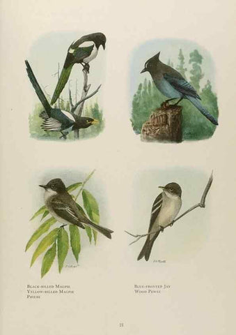 Reproducción/Reproduction 49526854942: The book of birds;. Washington, D.C.,National Geographic Society,1921.. 