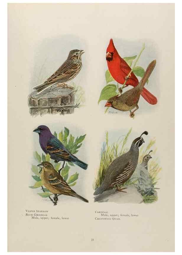 Reproducción/Reproduction 49526855177: The book of birds;. Washington, D.C.,National Geographic Society,1921.. 