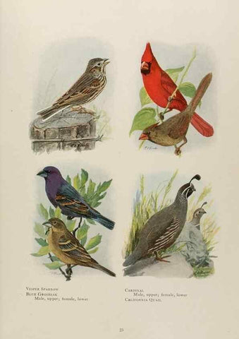 Reproducción/Reproduction 49526855177: The book of birds;. Washington, D.C.,National Geographic Society,1921.. 