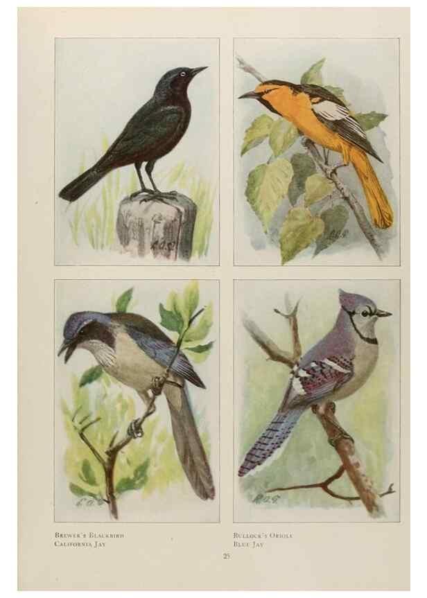 Reproducción/Reproduction 49526119843: The book of birds;. Washington, D.C.,National Geographic Society,1921.. 