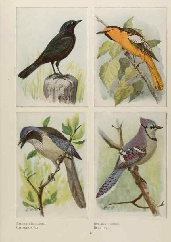 Reproducción/Reproduction 49526119843: The book of birds;. Washington, D.C.,National Geographic Society,1921.. 