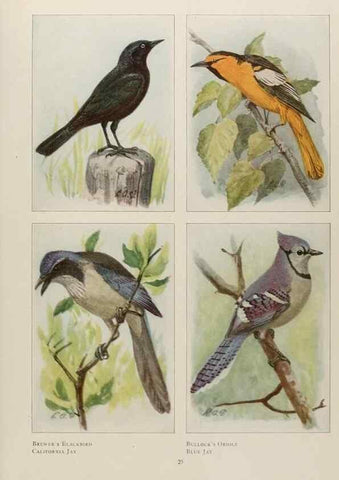 Reproducción/Reproduction 49526119843: The book of birds;. Washington, D.C.,National Geographic Society,1921.. 