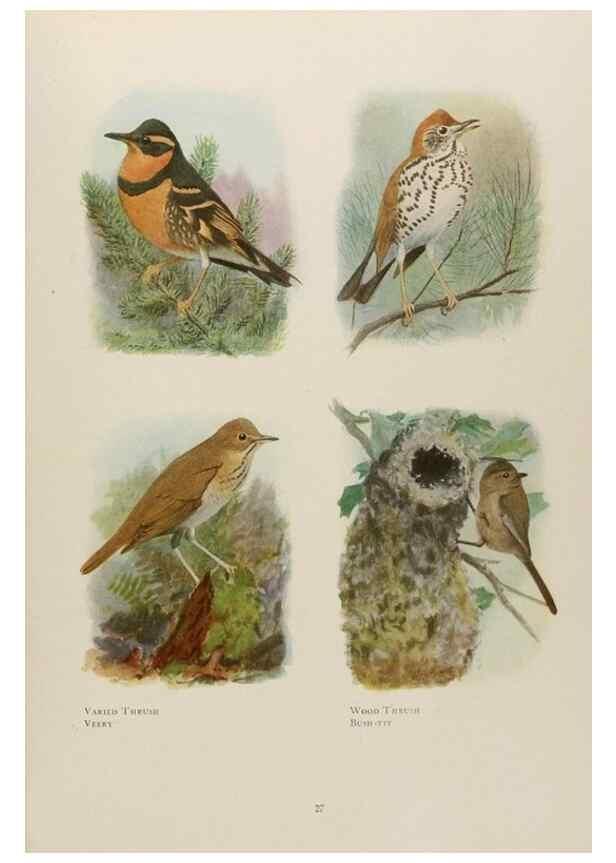 Reproducción/Reproduction 49526855702: The book of birds;. Washington, D.C.,National Geographic Society,1921.. 