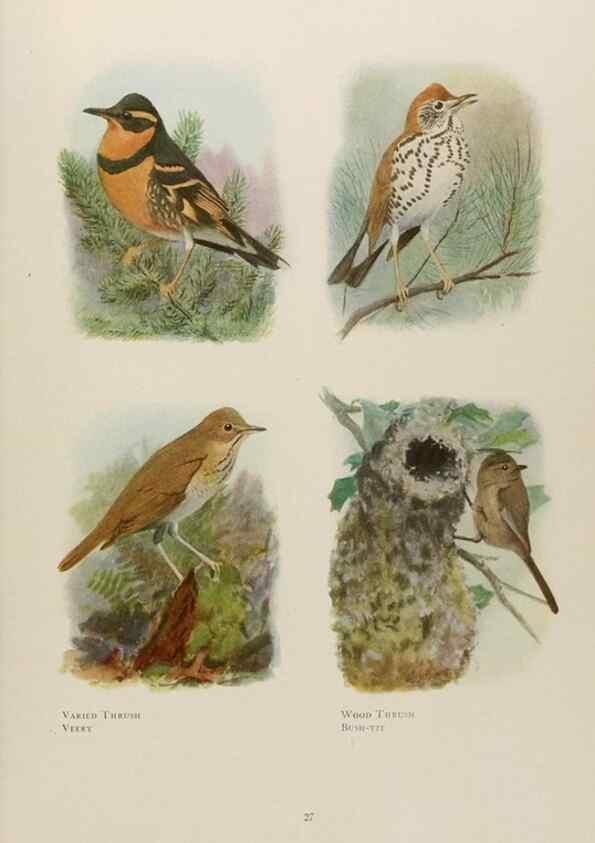 Reproducción/Reproduction 49526855702: The book of birds;. Washington, D.C.,National Geographic Society,1921.. 