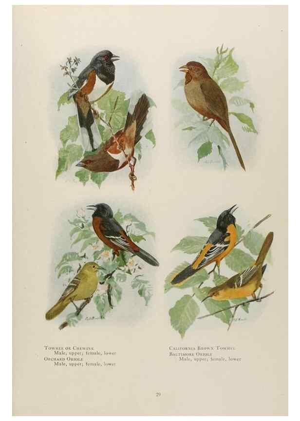 Reproducción/Reproduction 49526855972: The book of birds;. Washington, D.C.,National Geographic Society,1921.. 