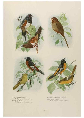 Reproducción/Reproduction 49526855972: The book of birds;. Washington, D.C.,National Geographic Society,1921.. 
