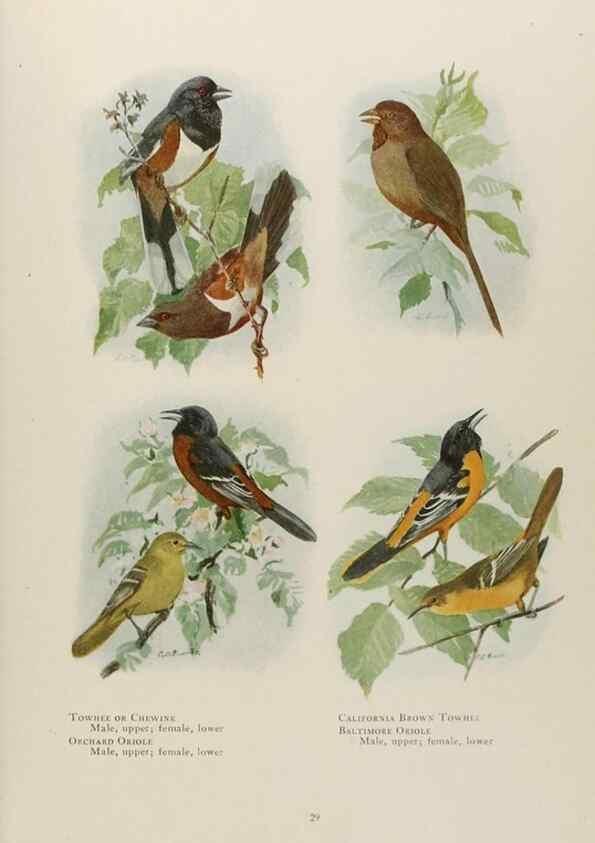 Reproducción/Reproduction 49526855972: The book of birds;. Washington, D.C.,National Geographic Society,1921.. 