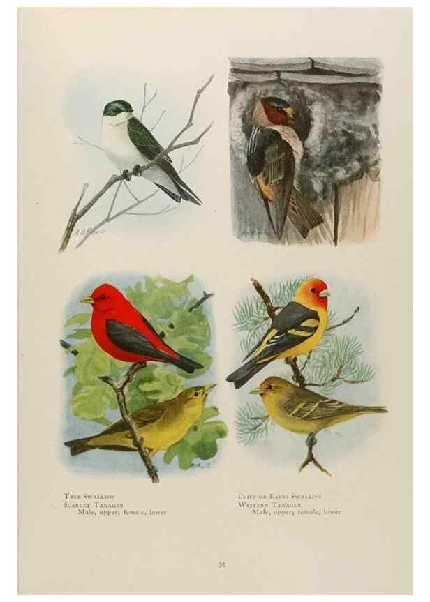 Reproducción/Reproduction 49526630951: The book of birds;. Washington, D.C.,National Geographic Society,1921.. 