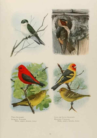 Reproducción/Reproduction 49526630951: The book of birds;. Washington, D.C.,National Geographic Society,1921.. 