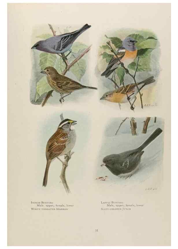 Reproducción/Reproduction 49526856577: The book of birds;. Washington, D.C.,National Geographic Society,1921.. 