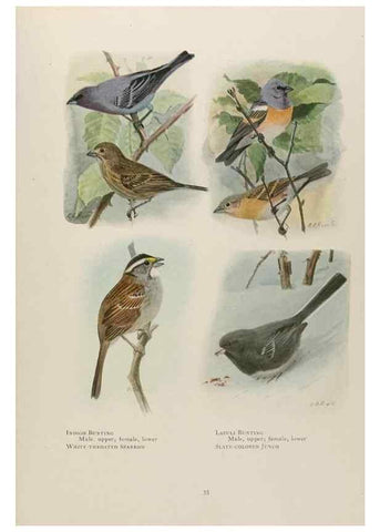 Reproducción/Reproduction 49526856577: The book of birds;. Washington, D.C.,National Geographic Society,1921.. 