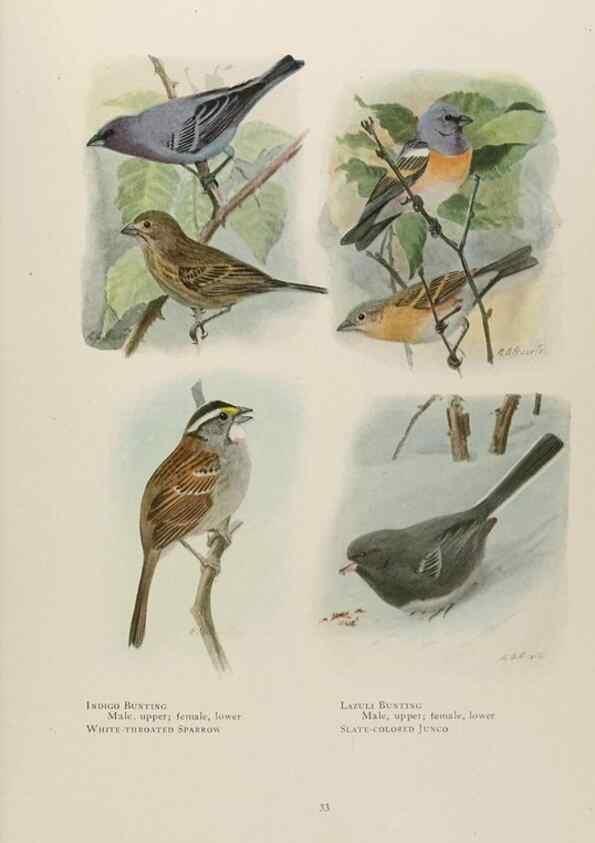 Reproducción/Reproduction 49526856577: The book of birds;. Washington, D.C.,National Geographic Society,1921.. 