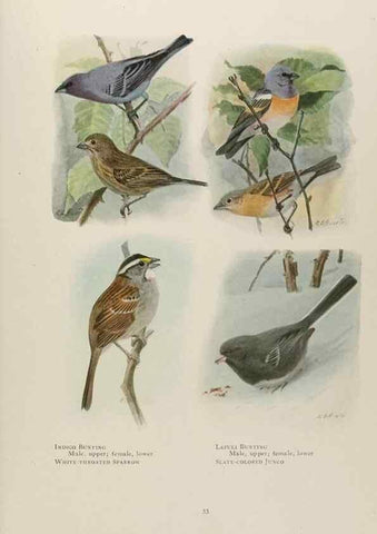Reproducción/Reproduction 49526856577: The book of birds;. Washington, D.C.,National Geographic Society,1921.. 