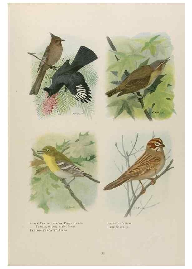 Reproducción/Reproduction 49526631506: The book of birds;. Washington, D.C.,National Geographic Society,1921.. 