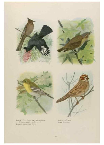 Reproducción/Reproduction 49526631506: The book of birds;. Washington, D.C.,National Geographic Society,1921.. 