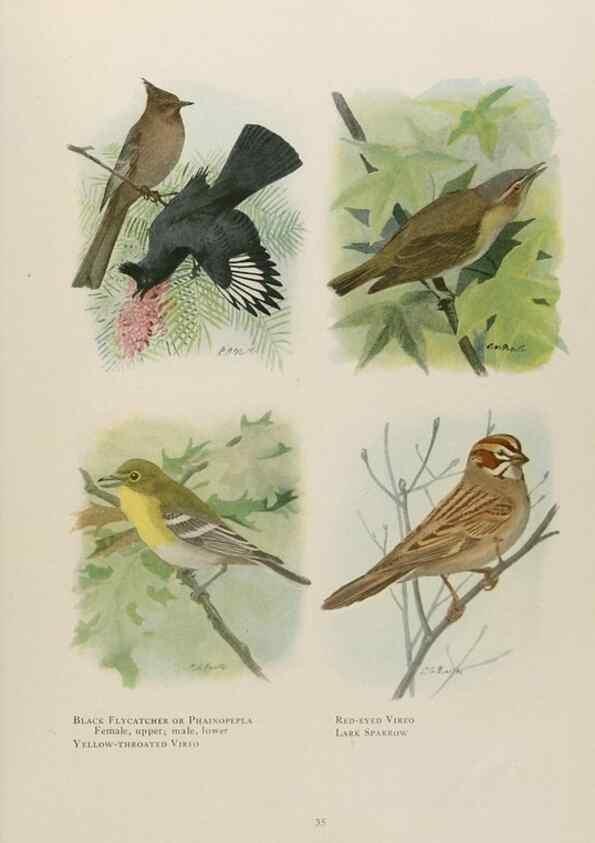Reproducción/Reproduction 49526631506: The book of birds;. Washington, D.C.,National Geographic Society,1921.. 