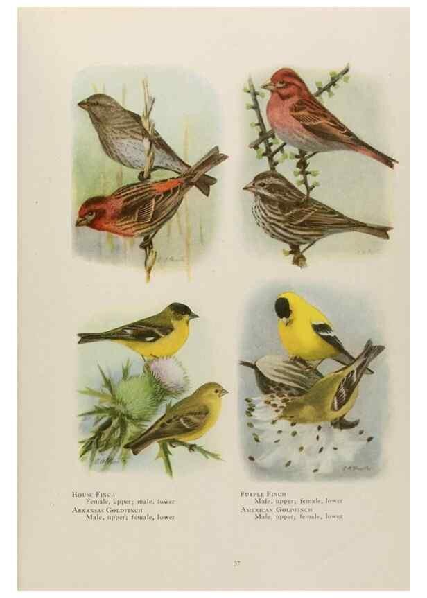 Reproducción/Reproduction 49526121433: The book of birds;. Washington, D.C.,National Geographic Society,1921.. 