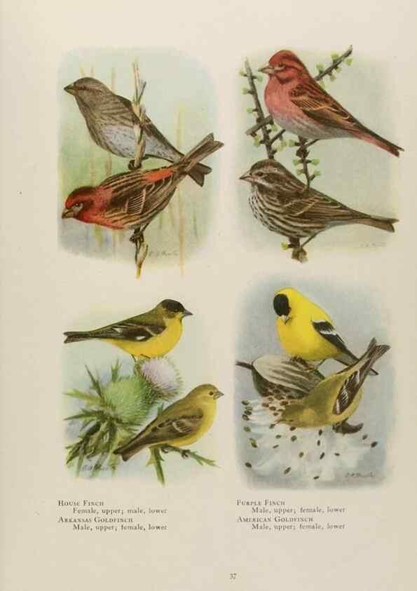 Reproducción/Reproduction 49526121433: The book of birds;. Washington, D.C.,National Geographic Society,1921.. 