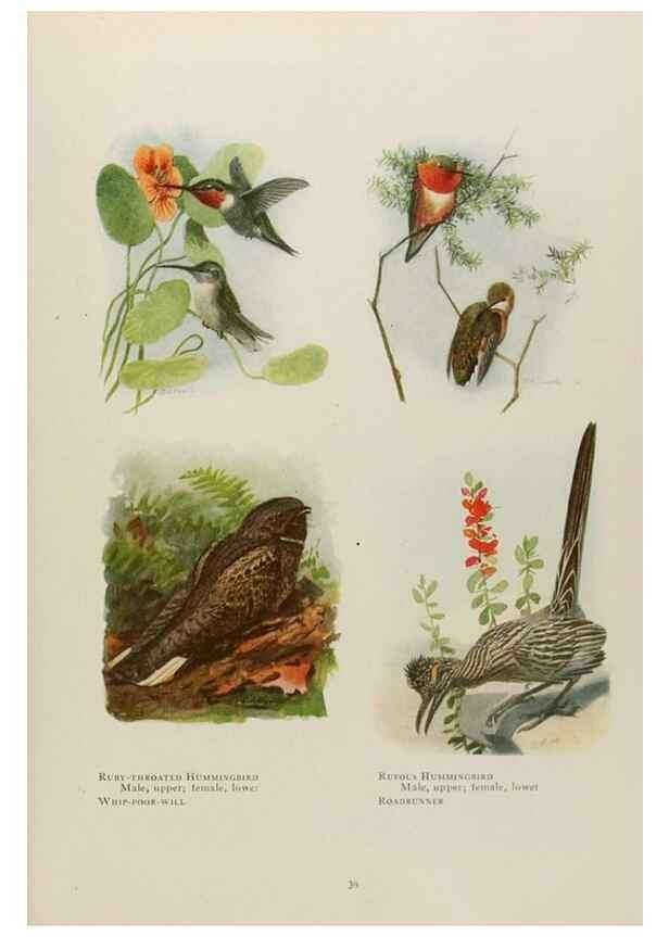 Reproducción/Reproduction 49526121758: The book of birds;. Washington, D.C.,National Geographic Society,1921.. 