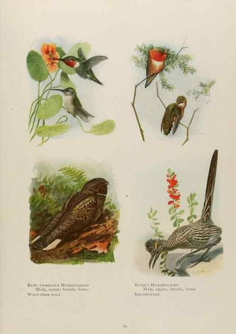 Reproducción/Reproduction 49526121758: The book of birds;. Washington, D.C.,National Geographic Society,1921.. 