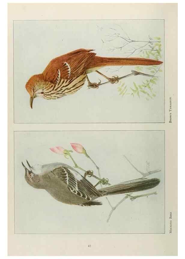 Reproducción/Reproduction 49526632266: The book of birds;. Washington, D.C.,National Geographic Society,1921.. 