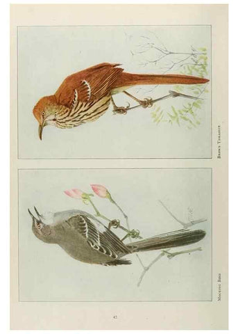 Reproducción/Reproduction 49526632266: The book of birds;. Washington, D.C.,National Geographic Society,1921.. 