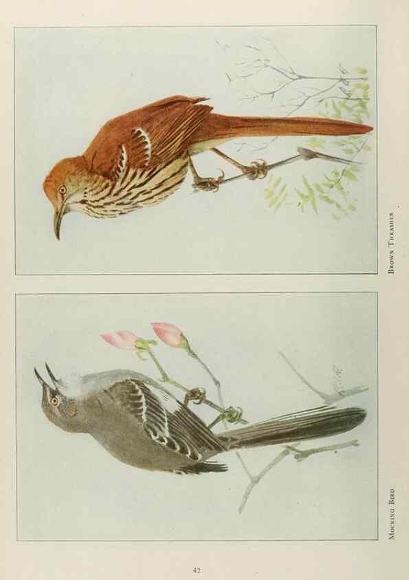 Reproducción/Reproduction 49526632266: The book of birds;. Washington, D.C.,National Geographic Society,1921.. 