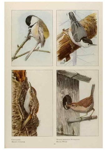 Reproducción/Reproduction 49526853722: The book of birds;. Washington, D.C.,National Geographic Society,1921.. 