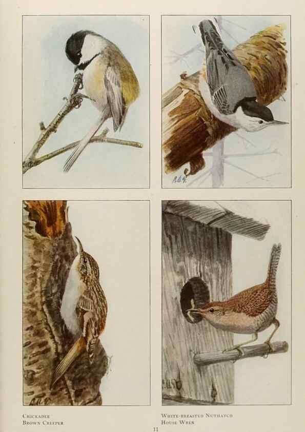 Reproducción/Reproduction 49526853722: The book of birds;. Washington, D.C.,National Geographic Society,1921.. 