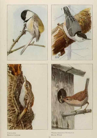 Reproducción/Reproduction 49526853722: The book of birds;. Washington, D.C.,National Geographic Society,1921.. 