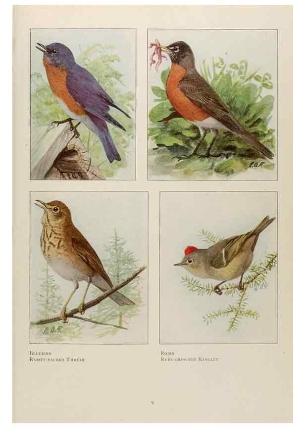 Reproducción/Reproduction 49526117908: The book of birds;. Washington, D.C.,National Geographic Society,1921.. 