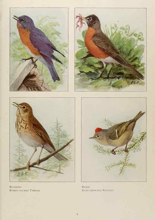 Reproducción/Reproduction 49526117908: The book of birds;. Washington, D.C.,National Geographic Society,1921.. 