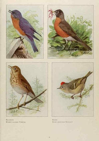 Reproducción/Reproduction 49526117908: The book of birds;. Washington, D.C.,National Geographic Society,1921.. 
