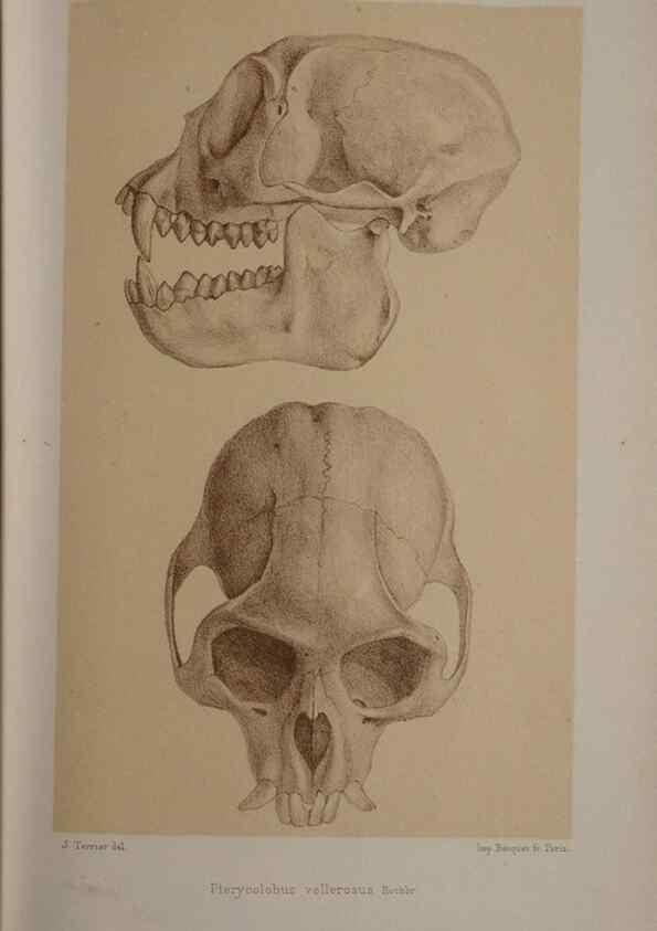 Reproducción/Reproduction 49525397796: Faune de la Sénégambie. Paris :O. Doin,1883-1887.. 