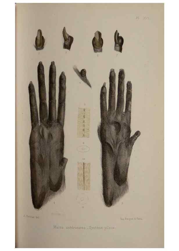 Reproducción/Reproduction 49525393286: Faune de la Sénégambie. Paris :O. Doin,1883-1887.. 