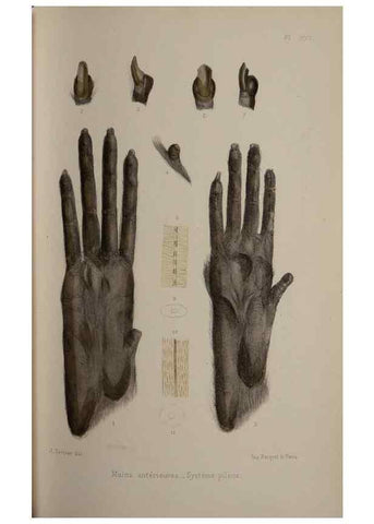 Reproducción/Reproduction 49525393286: Faune de la Sénégambie. Paris :O. Doin,1883-1887.. 
