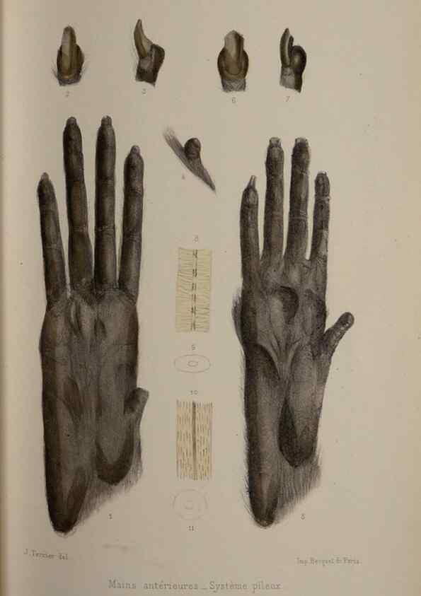 Reproducción/Reproduction 49525393286: Faune de la Sénégambie. Paris :O. Doin,1883-1887.. 