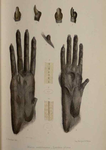 Reproducción/Reproduction 49525393286: Faune de la Sénégambie. Paris :O. Doin,1883-1887.. 