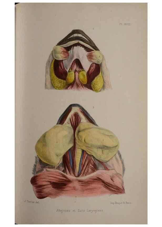 Reproducción/Reproduction 49524881923: Faune de la Sénégambie. Paris :O. Doin,1883-1887.. 