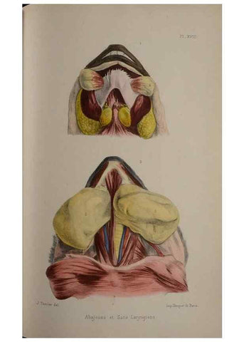 Reproducción/Reproduction 49524881923: Faune de la Sénégambie. Paris :O. Doin,1883-1887.. 