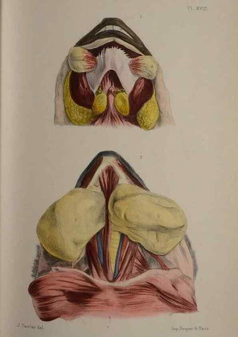 Reproducción/Reproduction 49524881923: Faune de la Sénégambie. Paris :O. Doin,1883-1887.. 